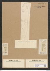 Diatomeae indet. Zeichnungen Sammlung Grunow Nr. 4516 (NHMW-BOT-W0372483)